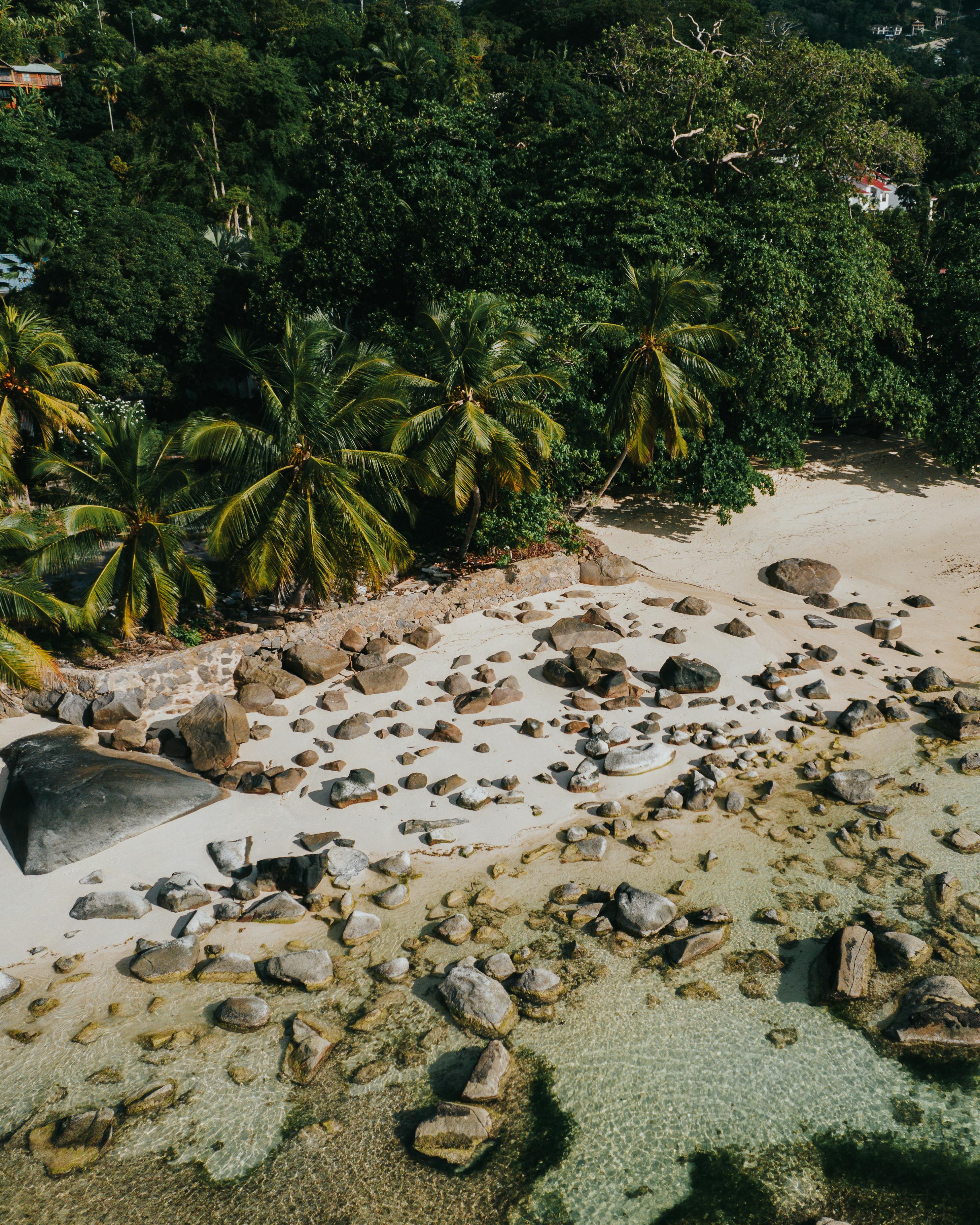 Praslin beach and palms